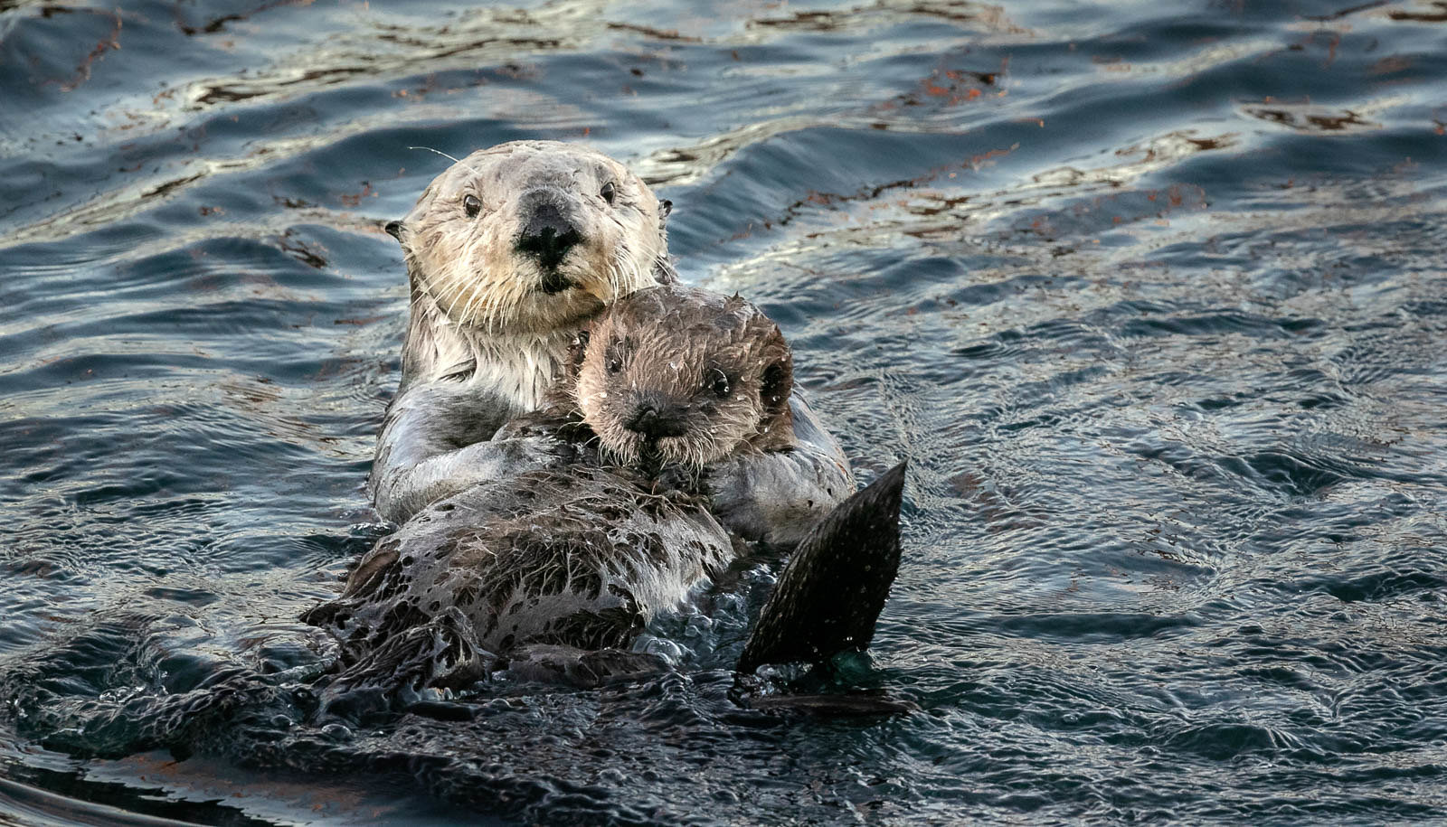 A sea otter and her young - very cute