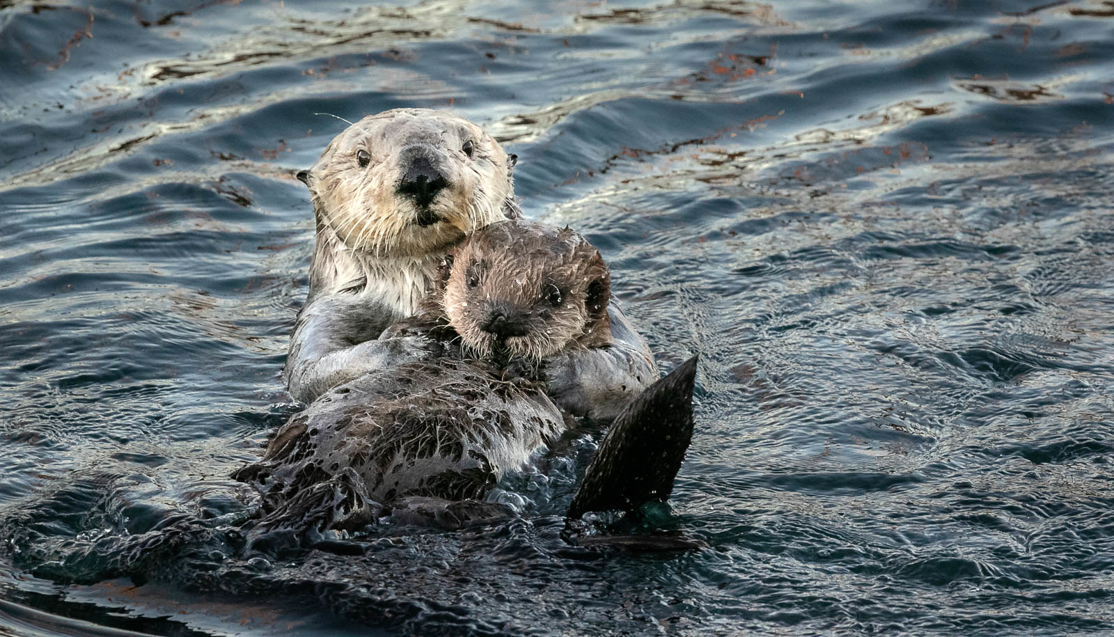 A sea otter and her young - very cute